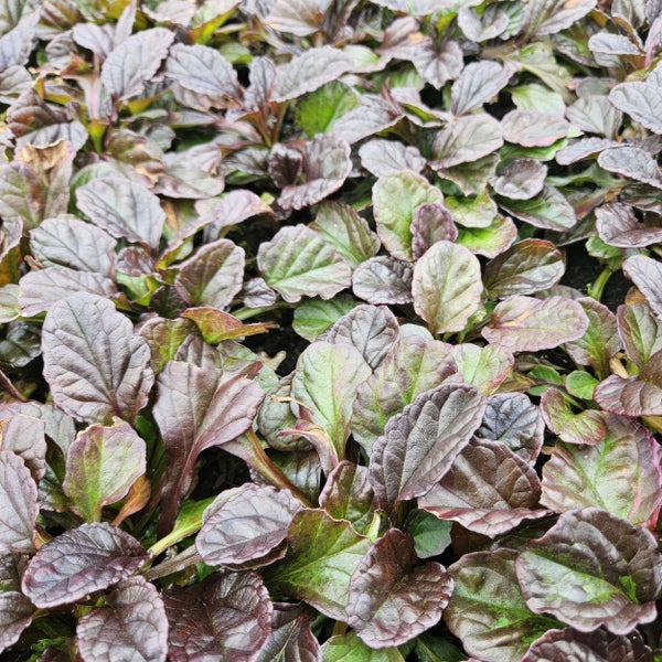 Bodendecker - Kriechender Günsel - Ajuga reptans - 9cm Topf - Set mit 6 Pflanzen