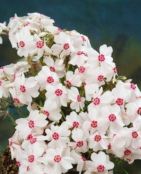 Phlox subulata 'Amazing Grace', Teppichphlox, weiß, ca. 9x9 cm Topf