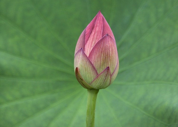 SAFLAX Geschenk Set - Indische Lotusblume - Nelumbo nucifera   - 8 Samen - Mit Geschenkbox, Versandaufkleber, Geschenkkarte und Anzuchtsubstrat