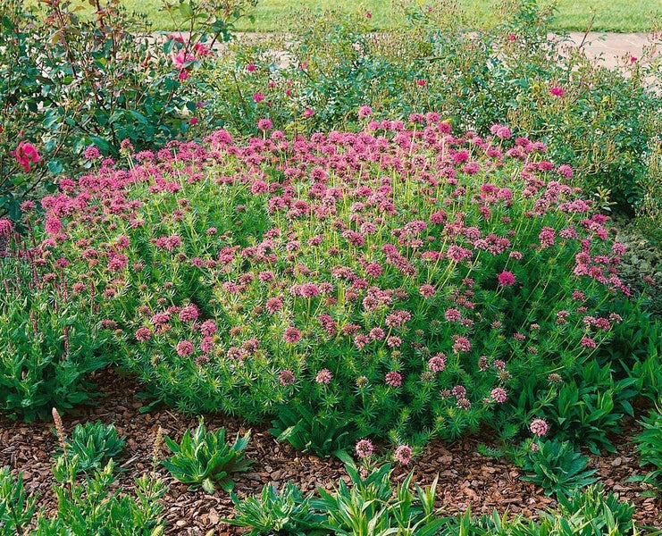 Blühende rote Spornblume im Gartenbeet
