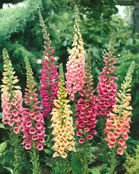 Digitalis purpurea 'Excelsior', Fingerhut, rosa, ca. 9x9 cm Topf