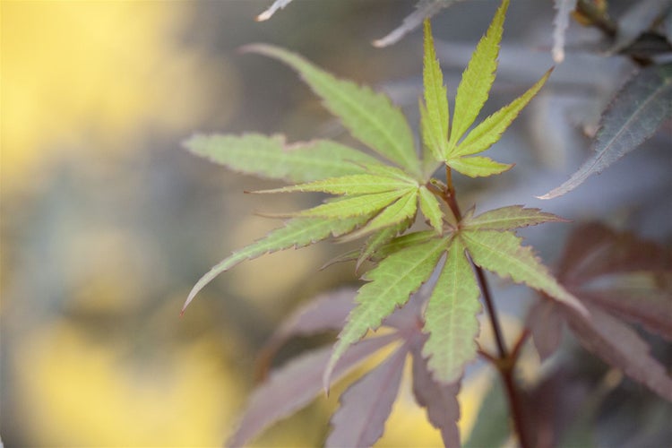 Acer palmatum 'Skeeters Broom', Japanischer Ahorn, 40–60 cm