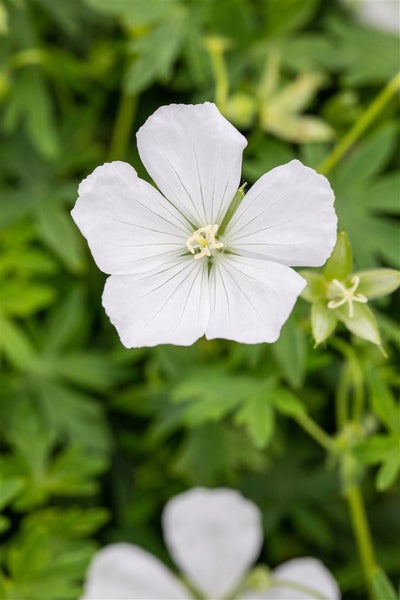 Nahaufnahme einer weißen Storchschnabelblüte im Garten