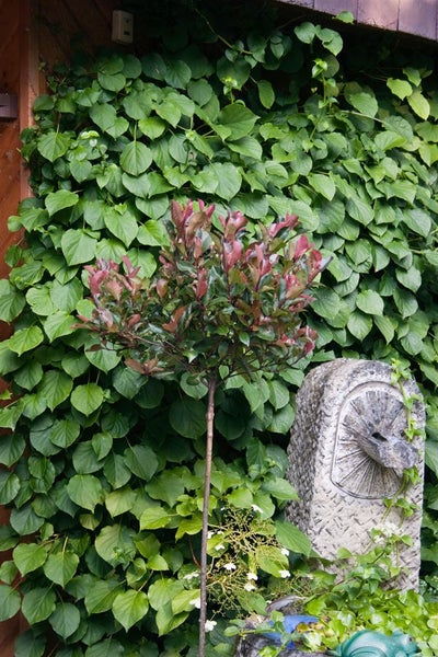 Photinia fraseri 'Little Red Robin', Glanzmispel, rot, 20–30 cm
