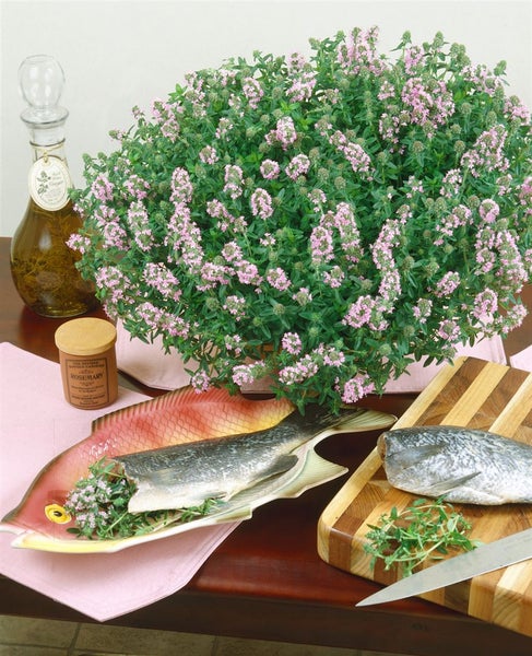 Stillleben mit Thymianpflanze, Fisch, Schneidebrett und Gewürzflasche