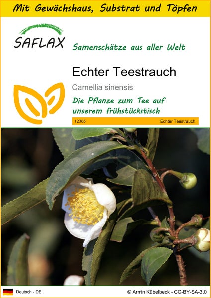 SAFLAX Anzucht Set - Echter Teestrauch - Camellia sinensis - 6 Samen - Mit Mini-Gewächshaus, Anzuchtsubstrat und 2 Töpfen