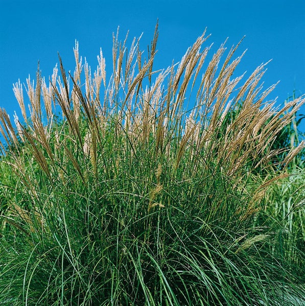 Chinaschilf im Garten