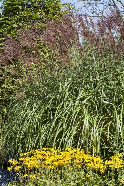 Phragmites australis, Schilfrohr, ca. 9x9 cm Topf