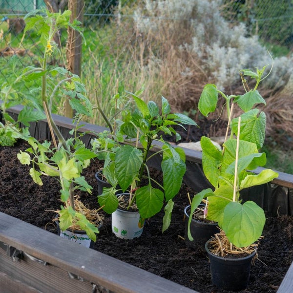Wunschbeet-Set „Sommerliches Gemüsefestival“, Bio-Jungpflanzen, Garten, 1x Bio-Aubergine, 1x Bio-Wassermelone, 1x Bio-Blockpaprika, 1x Bio-Cherrytomate, 1x Bio-Tomate San Marzano, 1x Bio-Basilikum