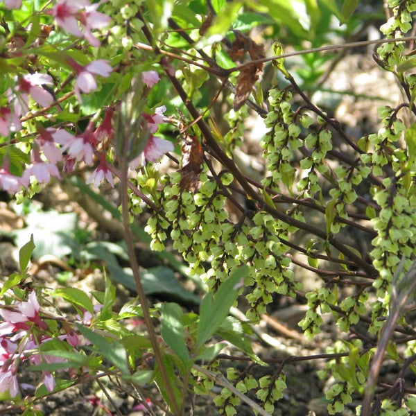 Zierkirsche mit rosa Blüten und grünen Fruchtständen