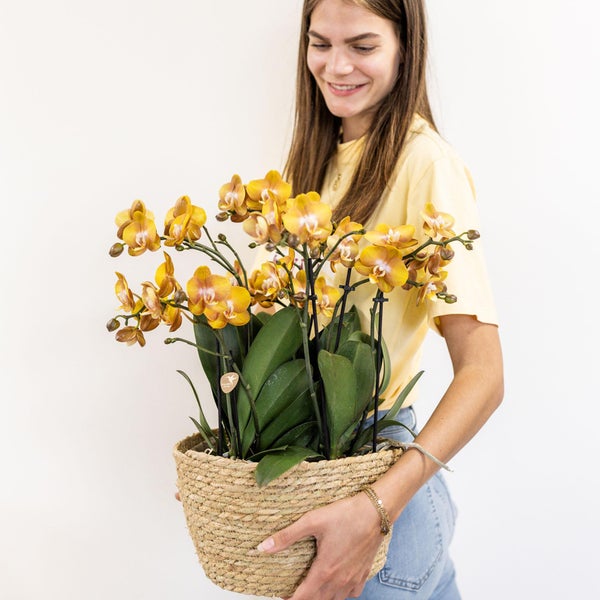 Kolibri Orchids orange Orchideen-Set im Baumwollkorb inkl. Wassertank drei orange Orchideen Las Vegas 12cm