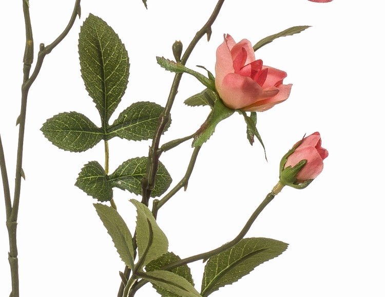 Grüne Wedel eines Farns, Hängepflanze für den Innenbereich.