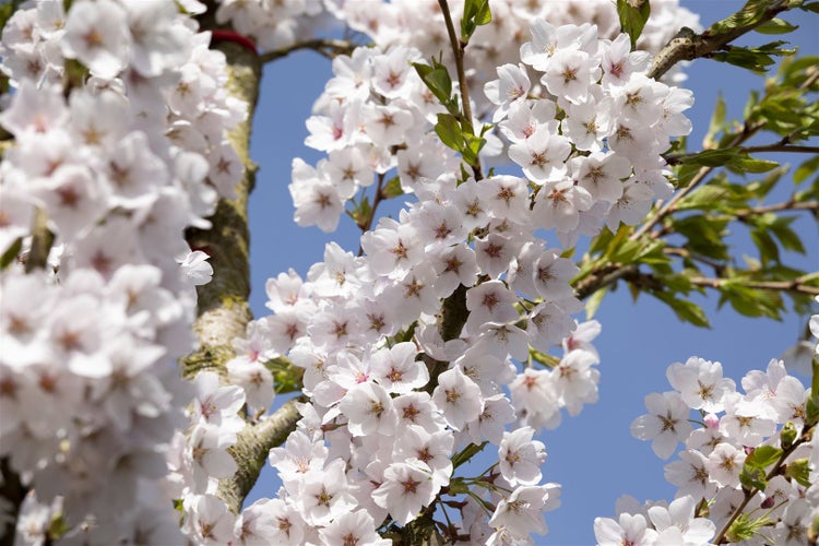 Nahaufnahme einer blühenden japanischen Zierkirsche mit zahlreichen hellen Blüten an den Ästen vor blauem Himmel.
