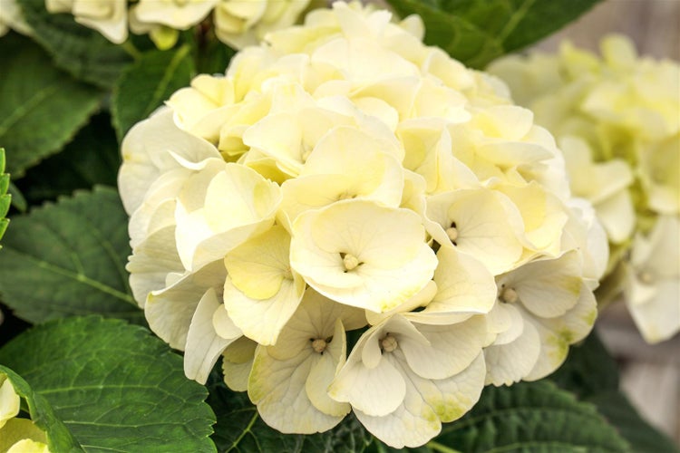 Hydrangea macrophylla 'Caipirinha', Hortensie, grün-weiß, 30–40 cm
