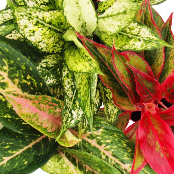 Buntblättriger Kolbenfaden - Set aus 3 versch. Deluxe Pflanzen - Aglaonema 12cm