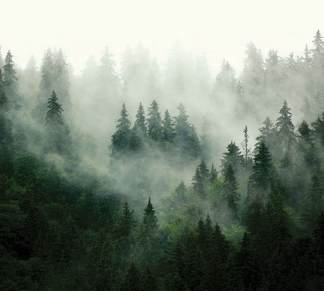 Dichter Nadelwald im Nebel