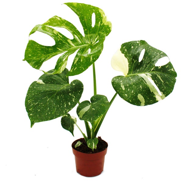 Monstera Thai-Constellation gemustertes Fensterblatt exklusive Zimmerpflanze Rarität 12cm Topf