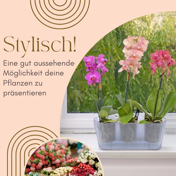 Dekorative Pflanzenpräsentation mit drei Orchideen in Pflanzgefäßen auf einer Fensterbank