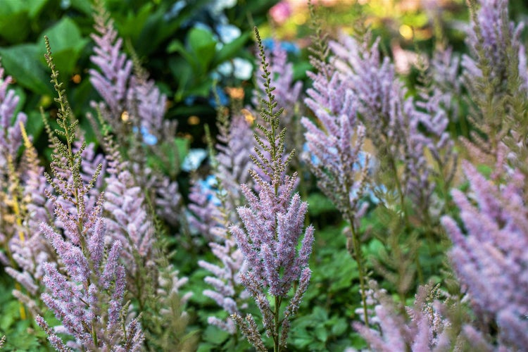 Astilbe chinensis var. pumila, Zwerg-Prachtspiere, rosa, ca. 9x9 cm Topf