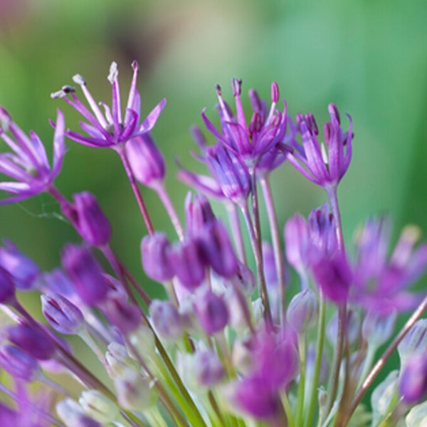 Bloomique – 15er-Mix – Allium Purple Sensation – Look – Zierzwiebel – Lila – Blumenzwiebeln – Frühlingsblüher – Mehrjährige Pflanzen – Wird bis zu 70–90 cm groß