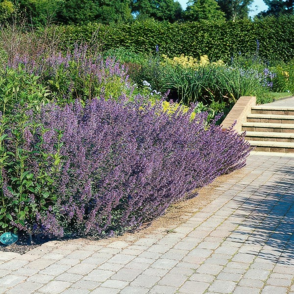 Blühende lila Katzenminze in einem Gartenbeet an einem gepflasterten Gartenweg mit Treppen im Hintergrund.