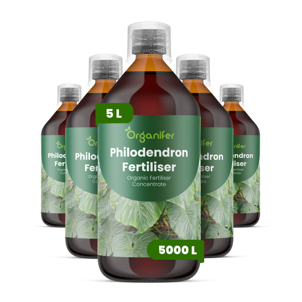 Philodendron-Zimmerpflanze mit herzförmigen Blättern und behaarten Stielen an Holzstäben in einem Topf. Organifer Logo.