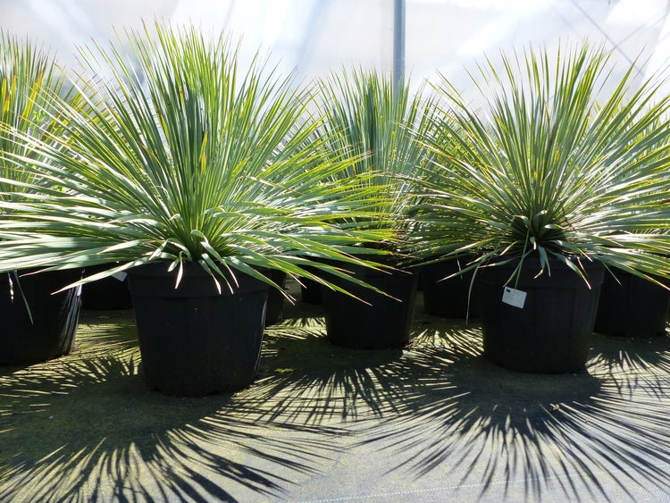 Mehrere Yucca rostrata Pflanzen in großen schwarzen Kunststofftöpfen in einem hellen Gewächshaus.