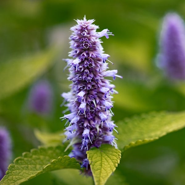 Nahaufnahme einer Agastache-Blüte