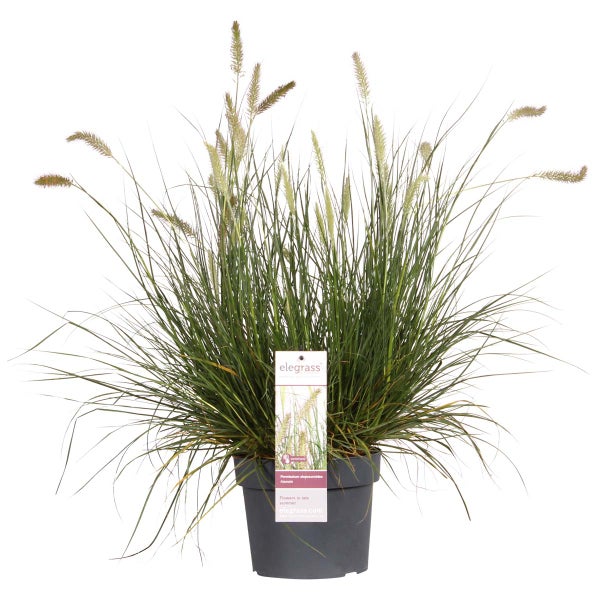 Pennisetum 'Hameln' - Ziergras - Pflegeleicht - ⌀ 19 cm - ↕35-45 cm