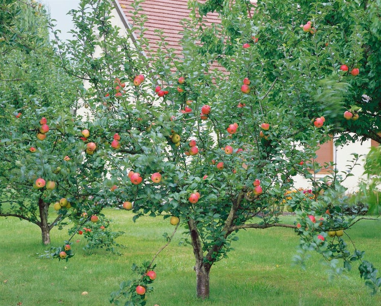 Apfelbäume im Garten mit reifen Früchten