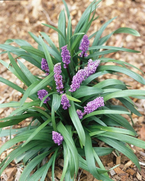 Lilienartiges Gras mit violetten Blütenrispen