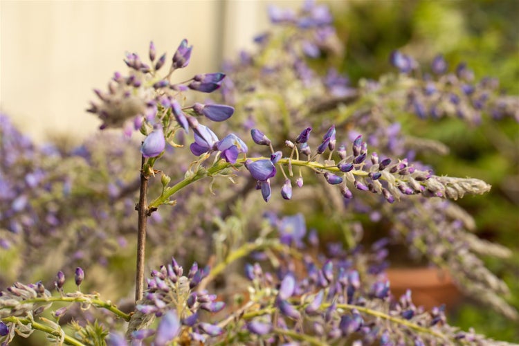 Wisteria sinensis, Chinesischer Blauregen, 150–200 cm