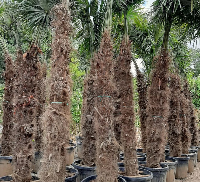 PALME TRACHYCARPUS FORTUNEI HÖHE 400CM Winterhärte: bis –19 °C
