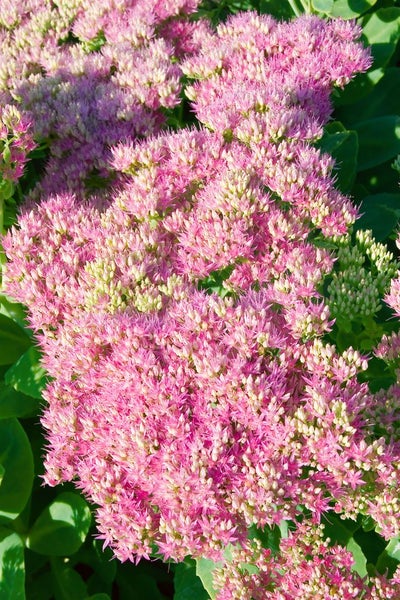 Sedum spectabile 'Rosenteller', Fetthenne, rosa Blüten, ca. 9x9 cm Topf