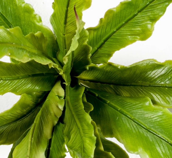 Asplenium Pflanze mit grünen gewellten Blättern in der Draufsicht