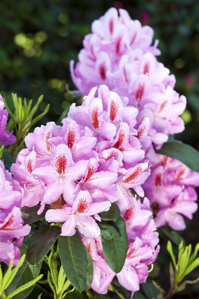 Nahaufnahme einer Rhododendronblüte mit rosa Blütenblättern und roten Akzenten