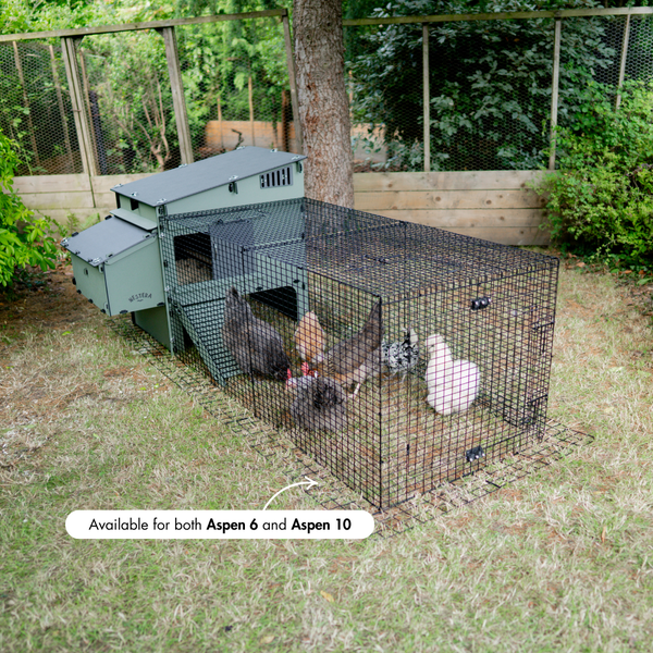 Grüner Nestera Hühnerstall mit schwarzem Drahtauslauf auf einer Wiese, in dem sich mehrere Hühner befinden.
