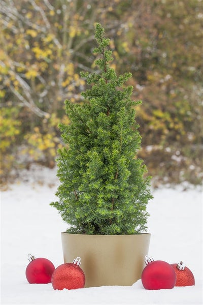 Chamaecyparis thyoides 'Top Point', Scheinzypresse, 20–30 cm