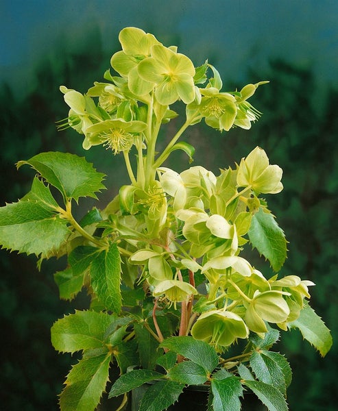 Nahaufnahme einer Garten-Christrose mit grünen Blüten und Blättern.