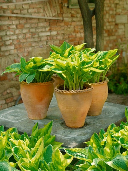 Hosta sieboldiana 'Wide Brim', Funkie, grün-gelb, 3-5 Liter Container