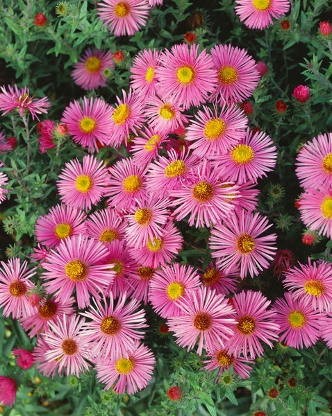 Aster novae-angliae 'Rudelsburg', Herbstaster, violett, ca. 11x11 cm Topf