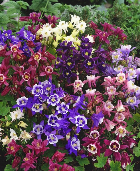 Aquilegia caerulea 'Biedermeier', Akelei, bunt, ca. 9x9 cm Topf