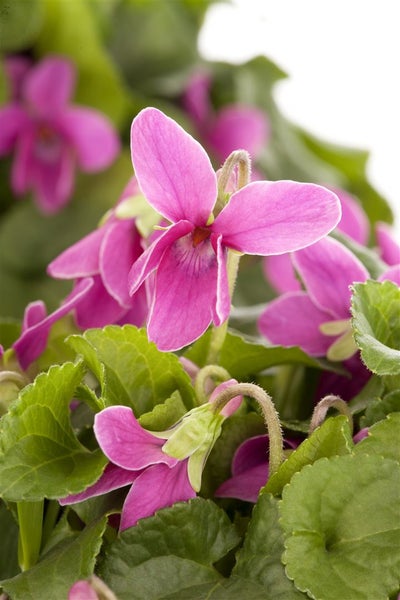 Nahaufnahme einer Veilchenblume mit grünen Blättern