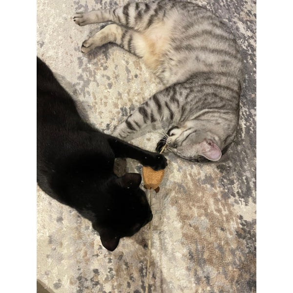 Schwarze Katze und grau getigerte Katze liegen auf einem gemusterten Teppich und spielen mit einem braunen Katzenspielzeug an einer Schnur.
