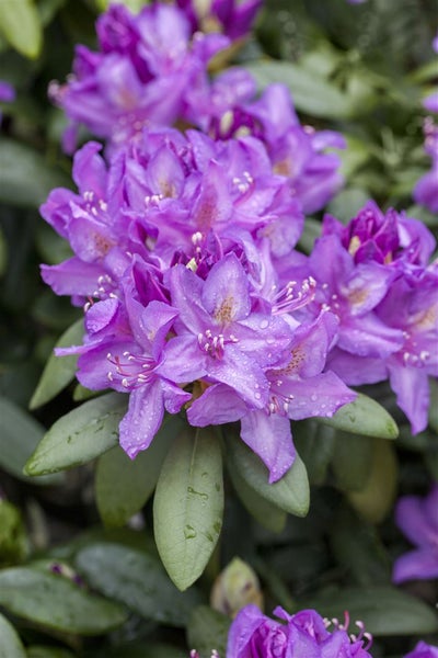 Rhododendron Hybr. 'Catawbiense Boursault', lila Blüten, 40–50 cm