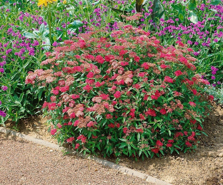 Spiraea japonica 'Anthony Waterer', Rote Sommerspiere, 15–20 cm