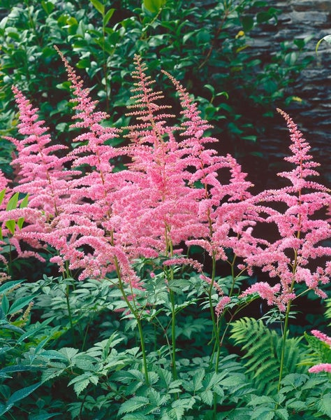 Astilbe x arendsii 'Cattleya', Prachtspiere, rosa, ca. 9x9 cm Topf