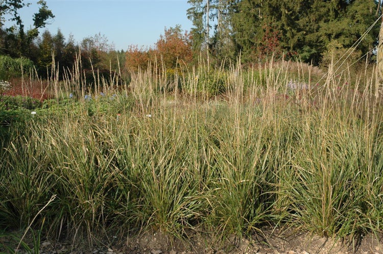 Calamagrostis x acutiflora 'Karl Foerster', Reitgras, 3-5 Liter Container