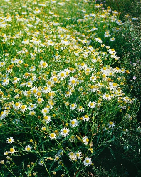 Boltonia asteroides 'Snowbank', weiß, ca. 11x11 cm Topf