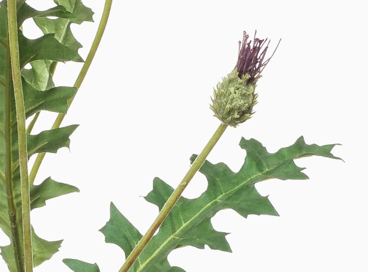 Künstliche Pfingstrose mit weiß-rosa Blüte, grünem Stiel und Blättern.